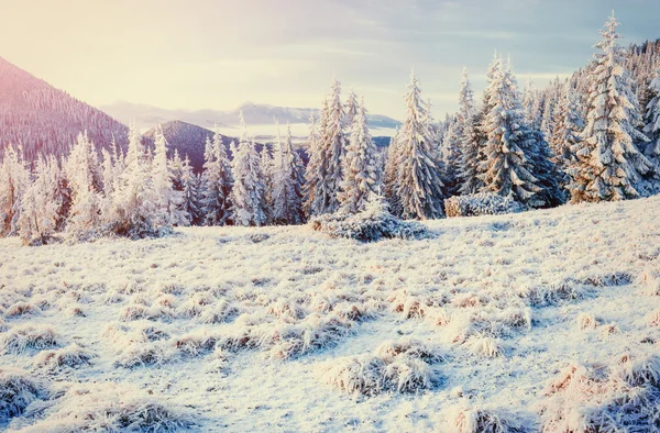 Фантастический Зимний Пейзаж Горах Украины Преддверии Праздника Карпаты Европа — стоковое фото