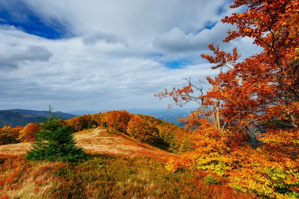 Lesní Cesta Podzim Podzimní Krajina Ukrajina Evropa — Stock fotografie