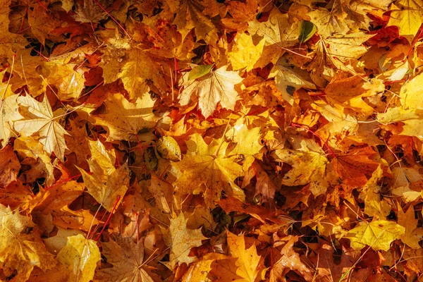 Sarı Turuncu Kırmızı Sonbahar Yaprakları Sonbaharda Park — Stok fotoğraf