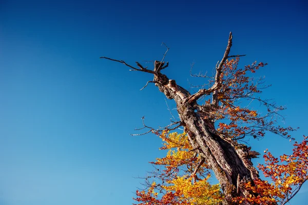 Mavi Gökyüzüne Karşı Sonbahar Kayın Ormanı Ağaç Gölgelik — Stok fotoğraf