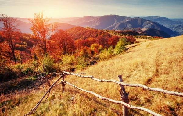 Wald Sonnigem Nachmittag Während Der Herbstzeit Karpaten Ukraine Europa — Stockfoto