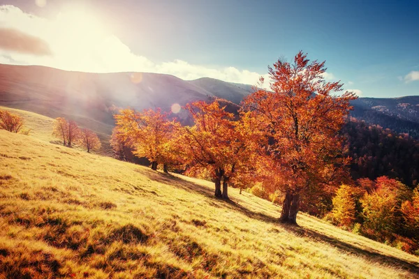 Lesní Cesta Podzim Podzimní Krajina — Stock fotografie