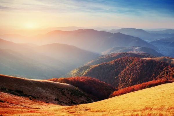 Лес Солнечный Полдень Время Осеннего Сезона Карпаты Украина Европа — стоковое фото