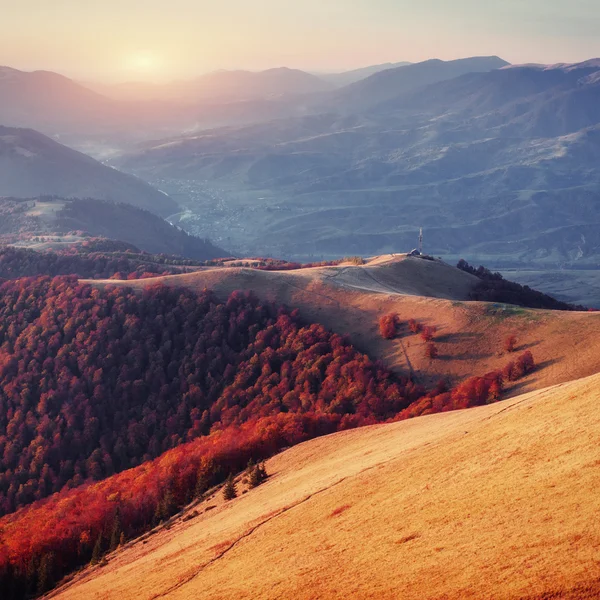 forest in sunny afternoon while autumn season. Carpathian, Ukraine, Europe.