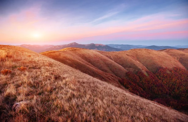 Wald Sonnigem Nachmittag Während Der Herbstzeit Karpaten Ukraine Europa — Stockfoto