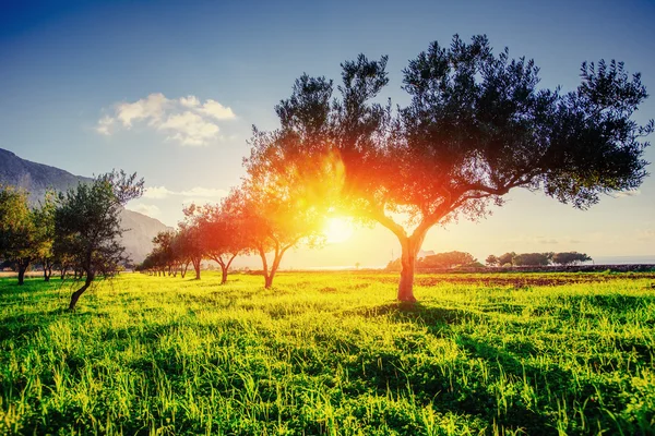 Sombra Árvore Com Pôr Sol — Fotografia de Stock