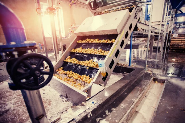 Patatas Limpias Una Cinta Transportadora Preparadas Para Embalaje — Foto de Stock