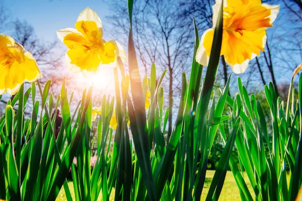 Jonquilles jaunes dans les jardins de Hollande . — Photo