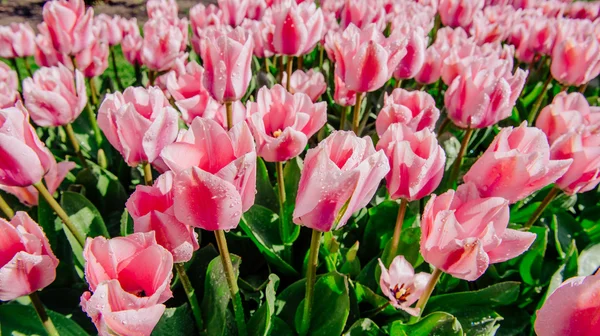 Grupp av rosa tulpaner. Våren landskap. — Stockfoto