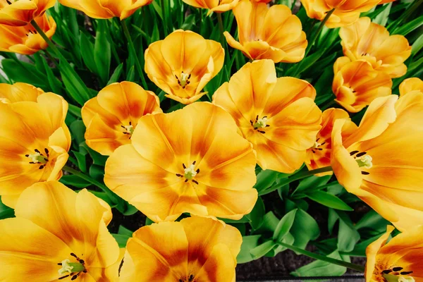 Prachtige oranje tulpen. Holland. — Stockfoto