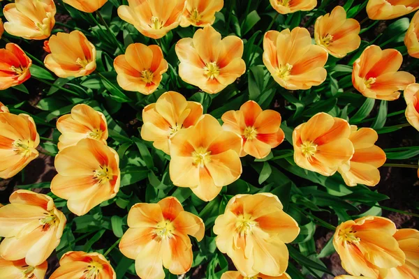 Bloem veld met kleurrijke tulpen. — Stockfoto