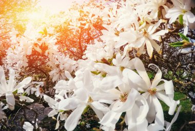 Güzel pembe bahar çiçekleri Manolya ağacı dalı