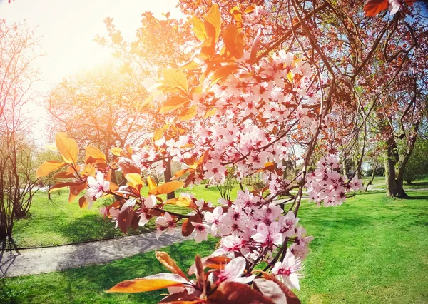 Pink almonds cherry flower close-up. Spring time flowers background. — Stock Photo, Image