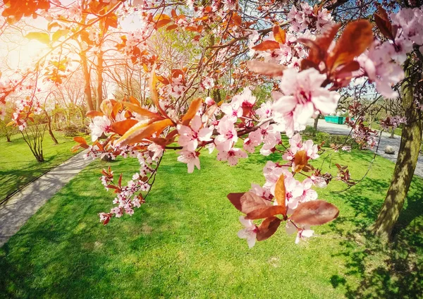 Pink almonds cherry flower close-up. Spring time flowers background. — Stock Photo, Image