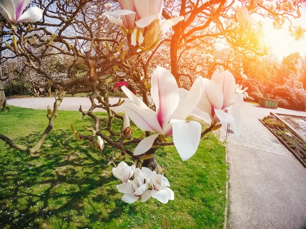 Beautiful pink spring flowers magnolia on a tree branch — Stock Photo, Image
