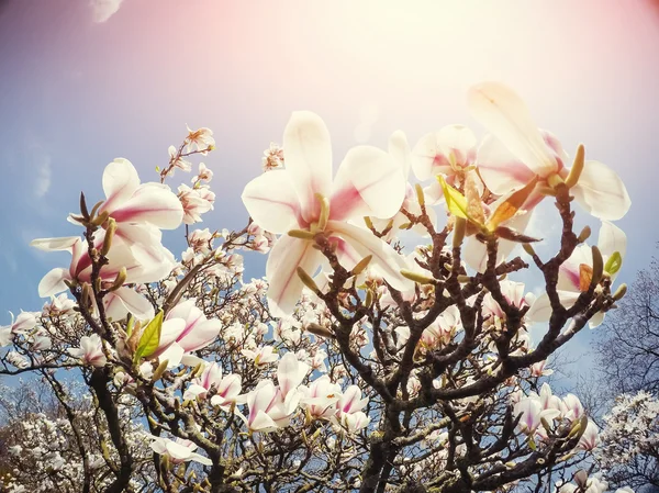 Beautiful pink spring flowers magnolia on a tree branch — Stock Photo, Image