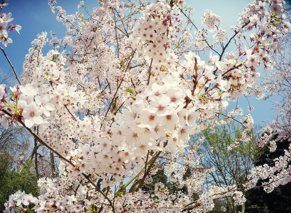 ピンク アーモンド桜の花のクローズ アップ。春の時間の花背景. — ストック写真