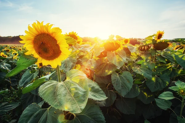 Zonnebloemen bij zonsondergang. Karpaten. Oekraïne, Europa — Stockfoto