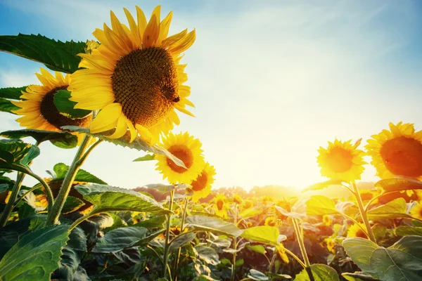 Zonnebloemen bij zonsondergang. Karpaten. Oekraïne, Europa — Stockfoto