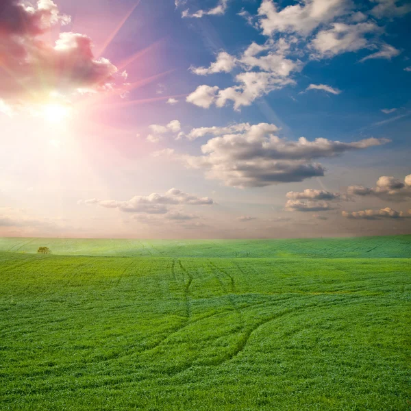 Grüne Wiese — Stockfoto