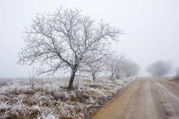 Winter aard — Stockfoto