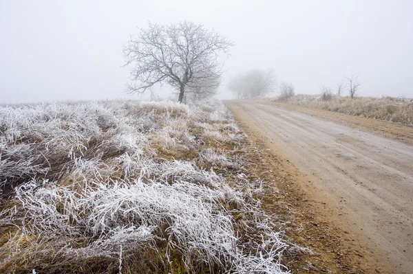 Árvores em neblina enevoada em um dia de inverno sombrio . — Fotografia de Stock