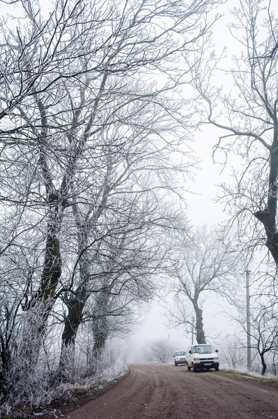 Zimowej przyrody — Zdjęcie stockowe
