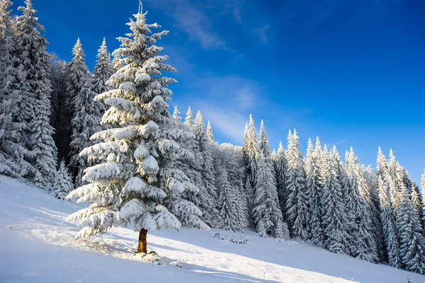 Schneebedeckte Berge — Stockfoto