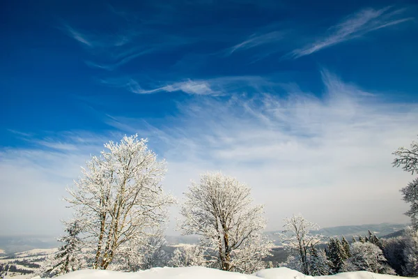 Winterbaum — Stockfoto