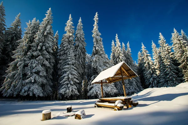 Magischer Winter schneebedeckter Baum — Stockfoto