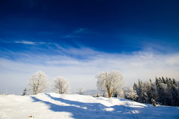 Winterboom — Stockfoto