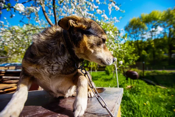 Bruine hond — Stockfoto