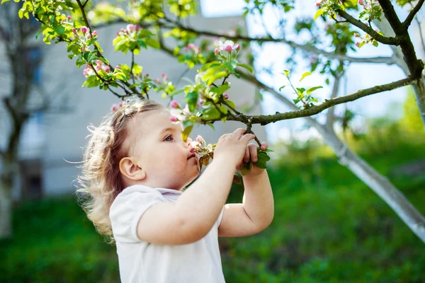 Kind van de bloesem trees — Stockfoto