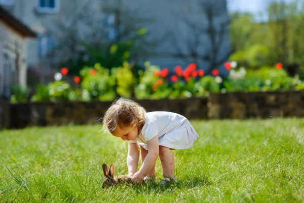 草の上のウサギと子 — ストック写真
