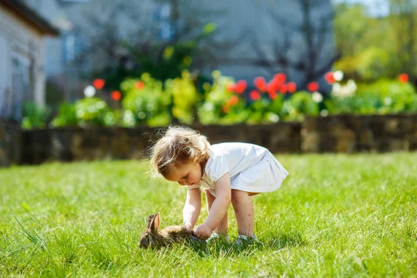 草の上のウサギと子 — ストック写真