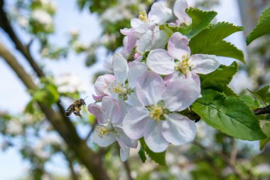 elma çiçeği üzerinde arı