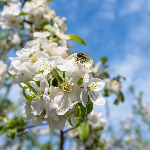 Elma çiçeği üzerinde arı — Stok fotoğraf