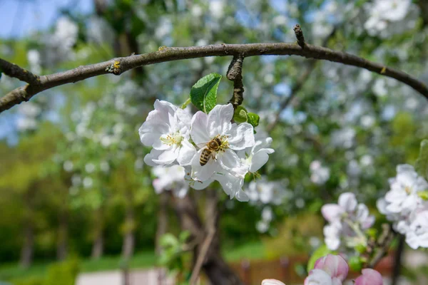 Пчела на яблочном пироге — стоковое фото