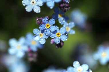 Myosotis