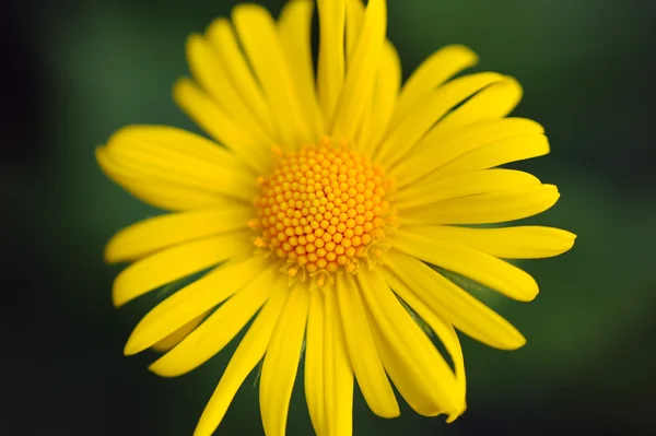 Yellow flower — Stock Photo, Image