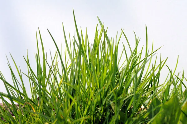 Grünes Gras und Himmel — Stockfoto