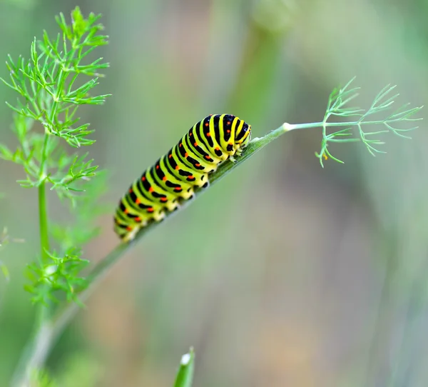 Oruga verde — Foto de Stock