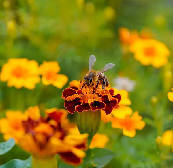 花の上で蜂 — ストック写真