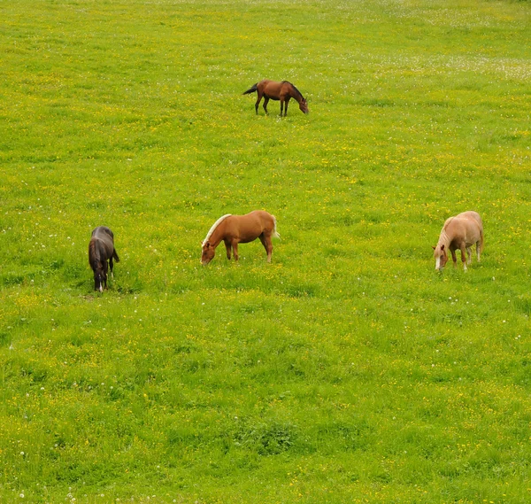 Horses — Stock Photo, Image