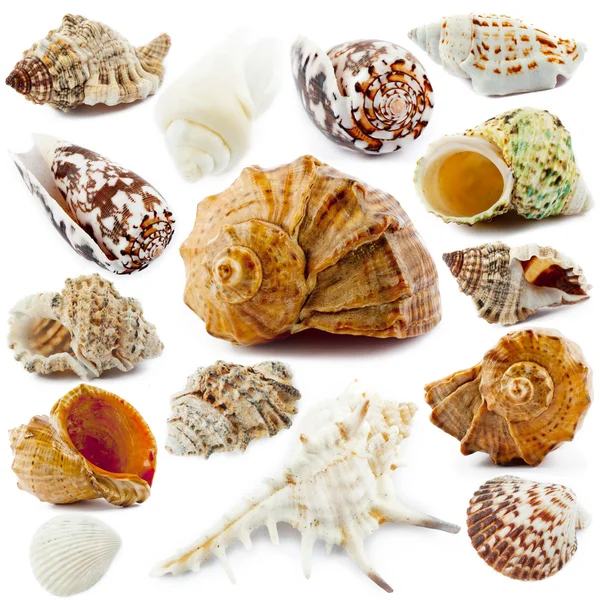 Shells — Stock Photo, Image