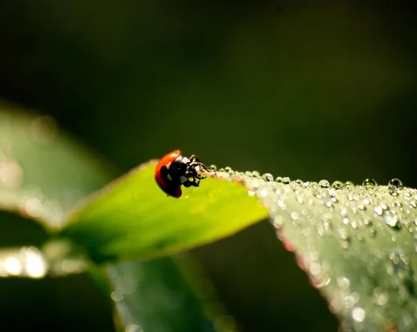 Ladybird Stock Image