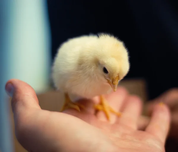 Young chick — Stock Photo, Image