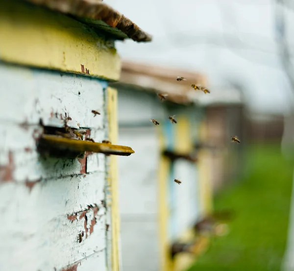 Abstract of bees flying — Stock Photo, Image