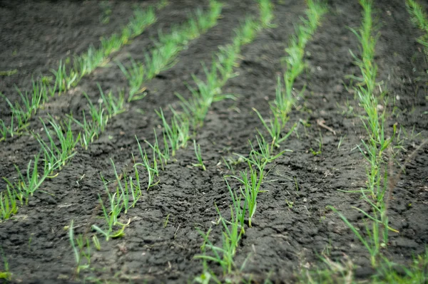 Planta de cebola — Fotografia de Stock