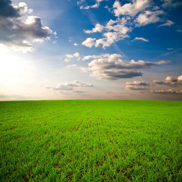 Grüne Wiese — Stockfoto